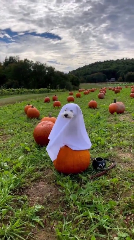 everythingfox:  It’s spooky season