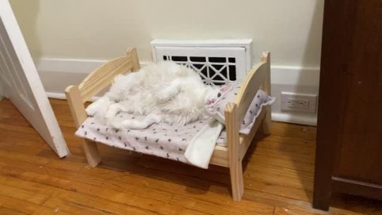 pangur-and-grim:special girl on her special bed