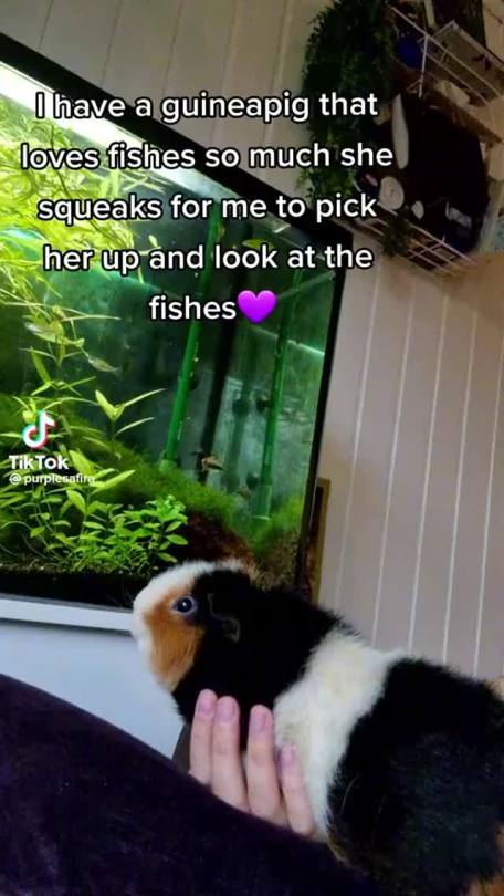 tiktoks-for-tired-tots:
