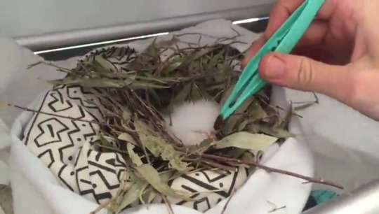 bogleech:jaubaius:  This tiny Tawny Frogmouth chick arrived at the Wildlife Hospital at only a few days old and needed some expert care to prepare for adulthood without his parents.SourceMore   Dinosaurs went and got like that