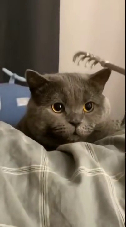 Dark Internal Thoughts