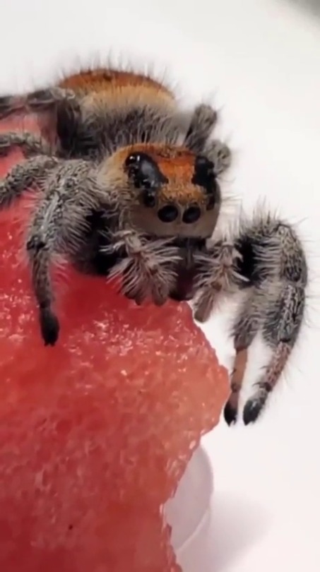 blondebrainpower:A Jumping spider eating watermelon.