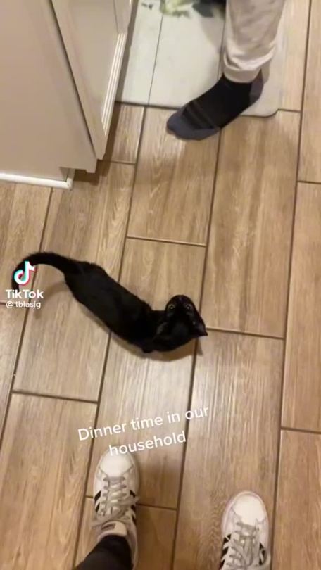 dragonprincessmew:only-tiktoks:FATHER FEED ME