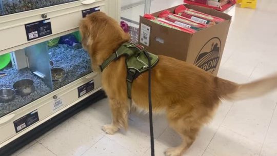 dogposts:the first place my golden goes to at petsmart (via)