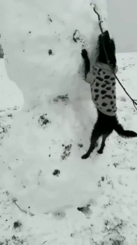 everythingfox:  Give him the stick(via)