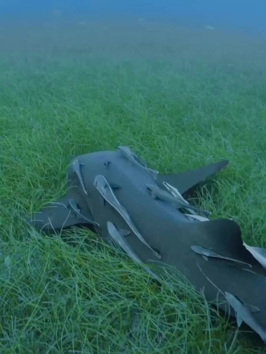 debelice:Shark Enjoying some sea grass…….