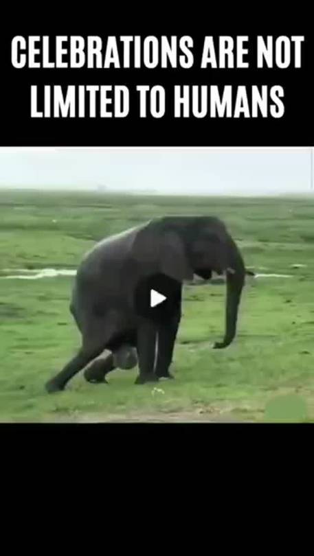 armengoldira:This is how Elephants welcome the new born
