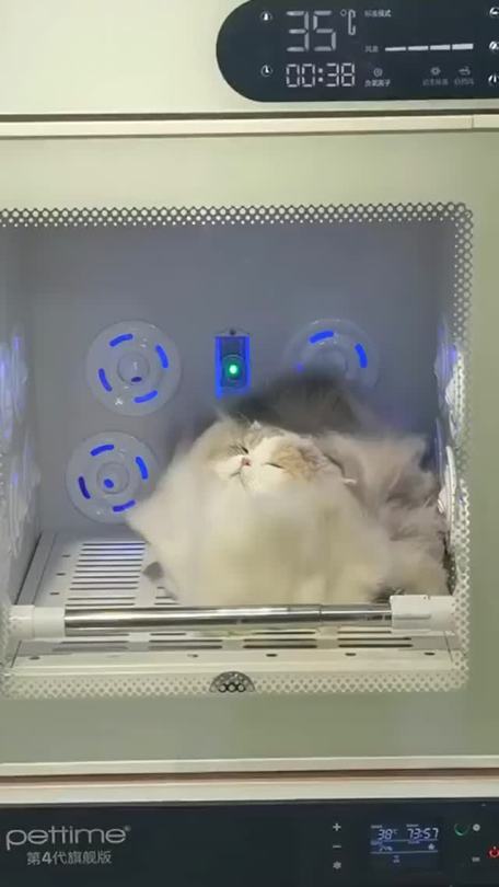 everythingfox:Dry kitty(via)