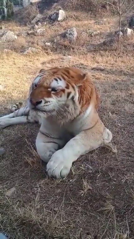 Porn Pics jaubaius:Have you ever heard a tiger sneeze?🔊Source