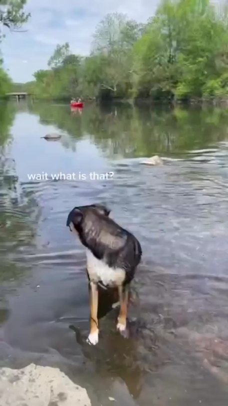 everythingfox:Doggies on a boat(via)