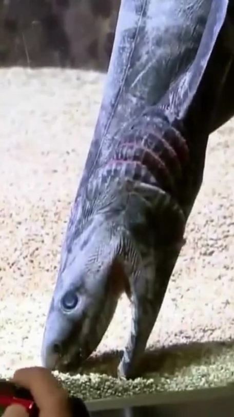Why Sharks Get Creepier The Deeper You Go Your passport to the world's most amazing Spiritual places. on Tumblr