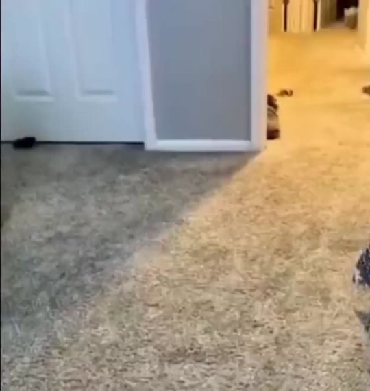 everythingfox:Super excited for bed(via)