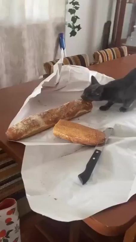 catasters: