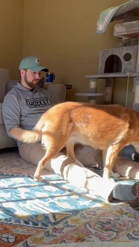 luisonte:Humano, deja el nintendogs y acariciame a mi