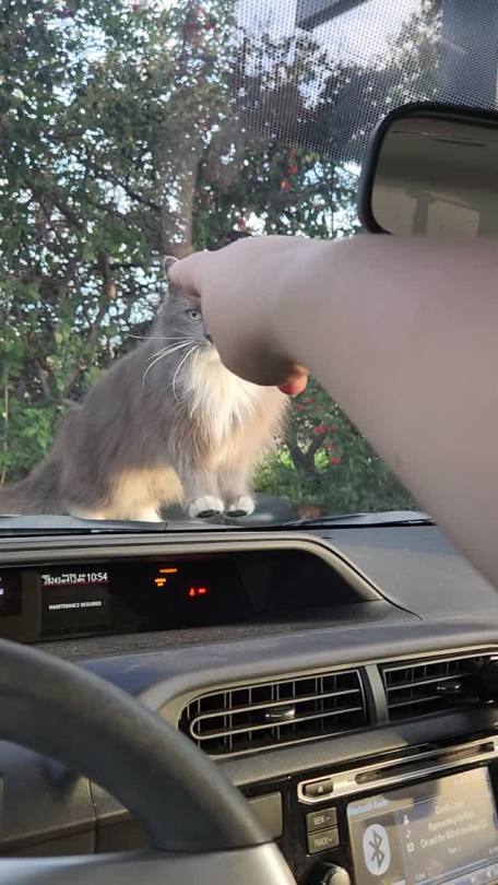 talesfromtreatment:Can I touch this parking lot feral at work?Absolutely not. Can&rsquo;t