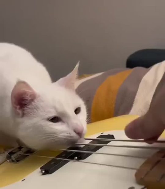 catchymemes:Deaf Kitty Enjoying The Vibrations From Guitar Strings