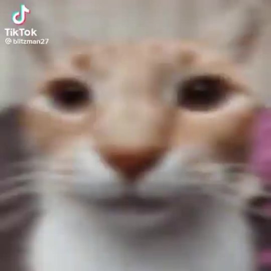 coughloop: