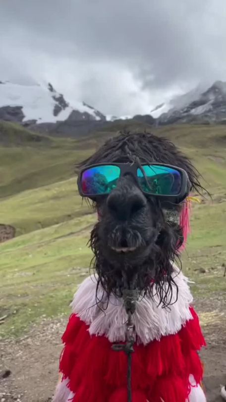 happyllamaglama: