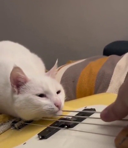 justcatposts:  Deaf Kitty Enjoying The Vibrations From Guitar Strings (Source)