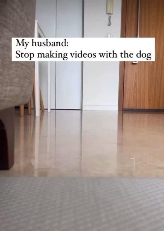 everythingfox:More dog videos please(via)