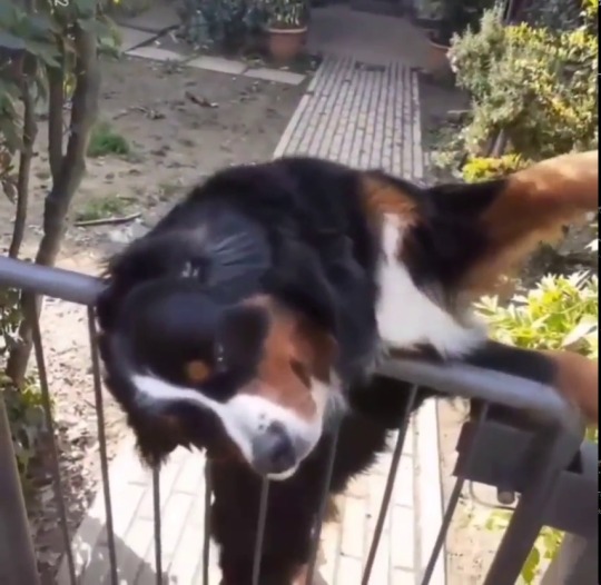 everythingfox:Aggressively friendly dog(via)