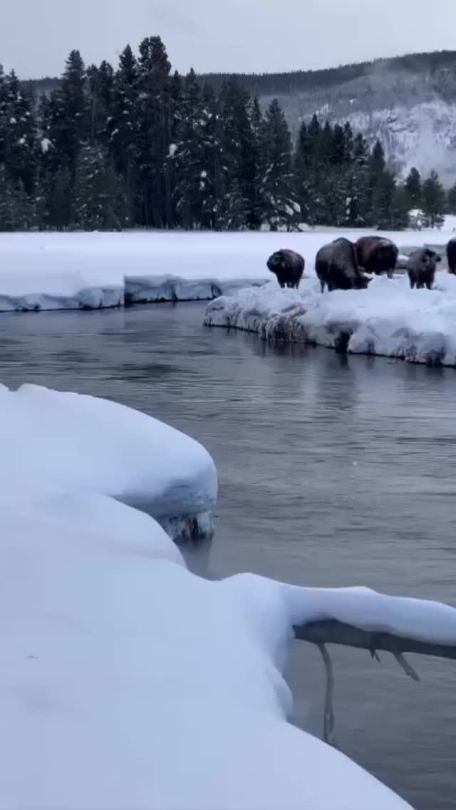 cristalplanetheart:Yellowstone National Park