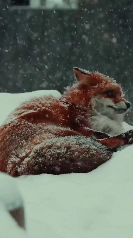 everythingfox:Fox in snow(via)