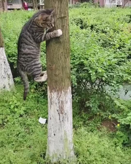 to-dance-beneath-the-diamond-sky:elizmanderson:catasters:omfg I was watching this sound off but then I was like “wait what if they’re making cute lil animal noises” so I turned the sound on and fucking lost itI love incurably dumb dogs