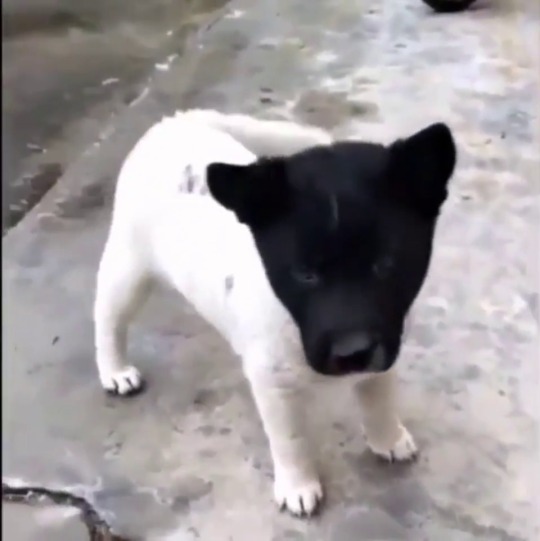 babyanimalgifs:  White dog with a black head (Source)