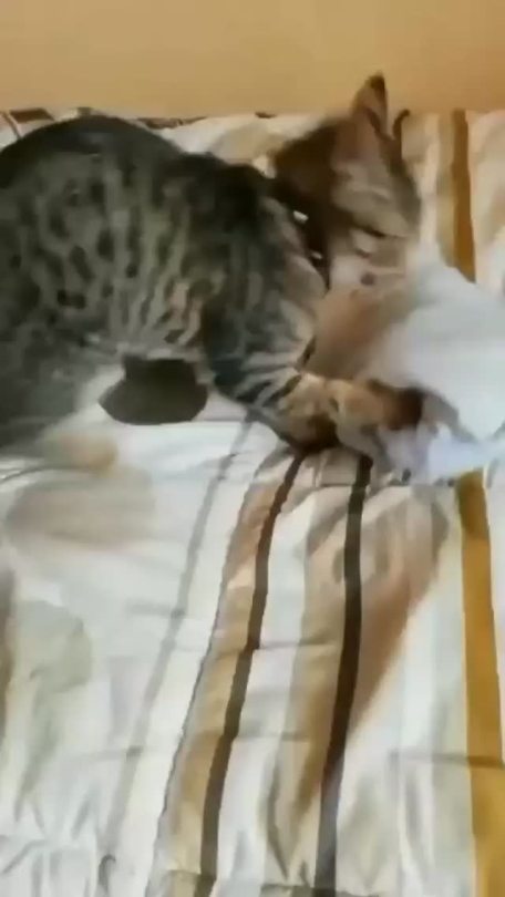catasters: