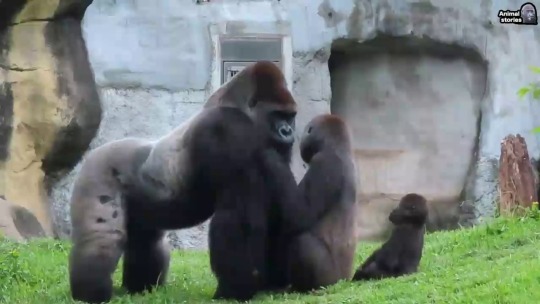 sixpenceee:   Tayari, a particularly affectionate Gorilla, really loves hugging her silverback mate  | source                            