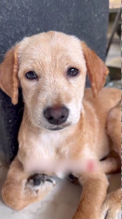 1oldbear:  humansbeingbros:A puppy in bad shape nursed back to great health                 Awards:  ☮️💎💎💎❤️                 Posted on:  Apr 12, 2023 1:04 pm EDT                 Source Link It’s amazing that something so abused could