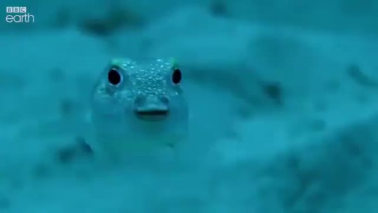 greymorels:reality-detective:A male pufferfish tries to impress potential mates with his masterpiece. ✨