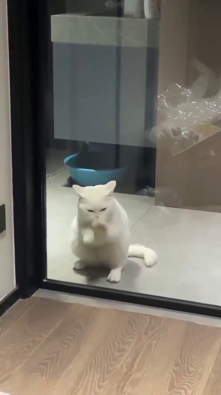 everythingfox:let him in
