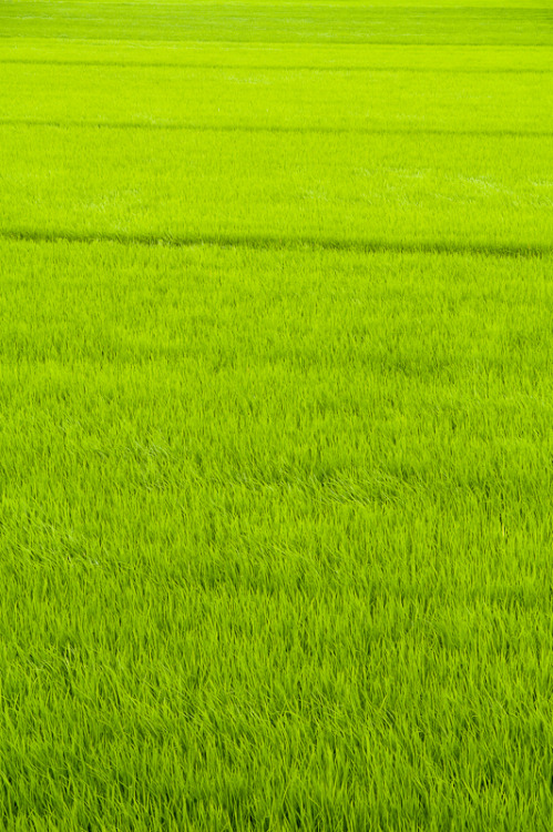 ontheroad:Wind blowing over the rice field